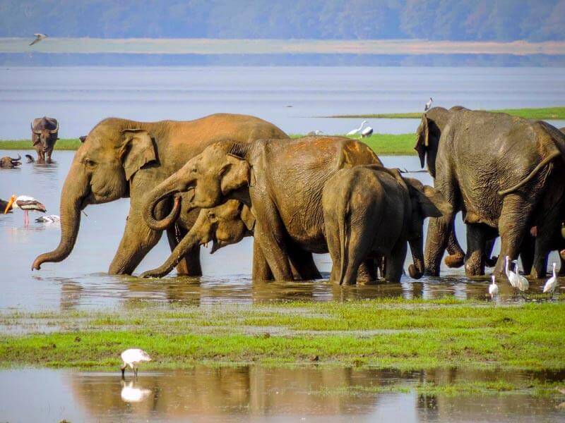 4 Days Tour in Sri Lanka