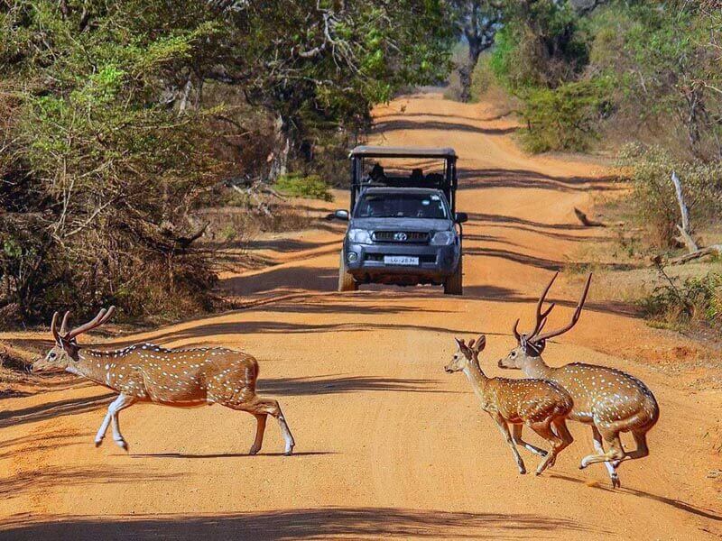 Best Places to Visit in Sri Lanka 11 Yala National Park