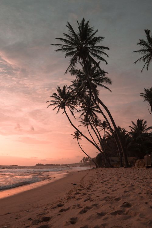 Best Beaches on Sri Lanka's South Coast 3 Silhouettes of palm trees against a golden sunset on a Sri Lankan beach