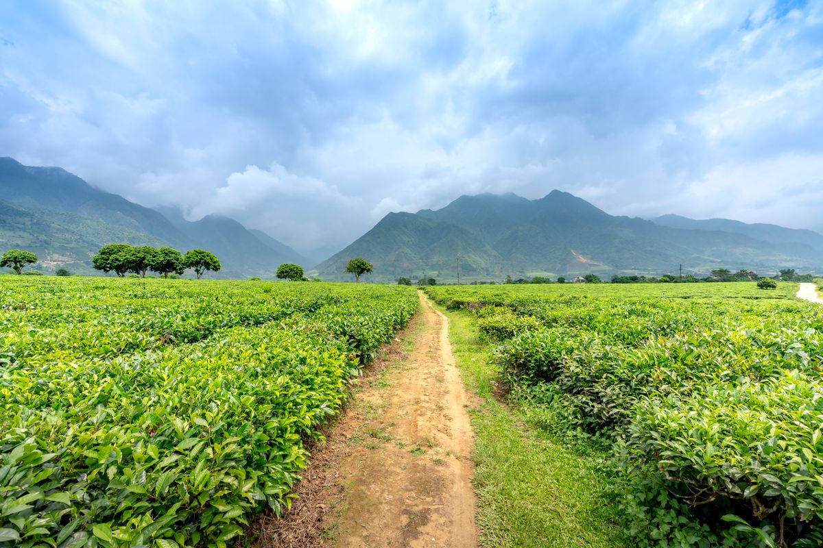 Nuwara Eliya & Sri Lanka Tea Country Guide 2 Path winding through green tea plantations with misty mountains in the background