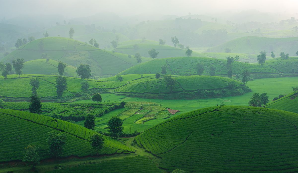 Nuwara Eliya & Sri Lanka Tea Country Guide 3 Lush green tea plantations stretching across misty hills