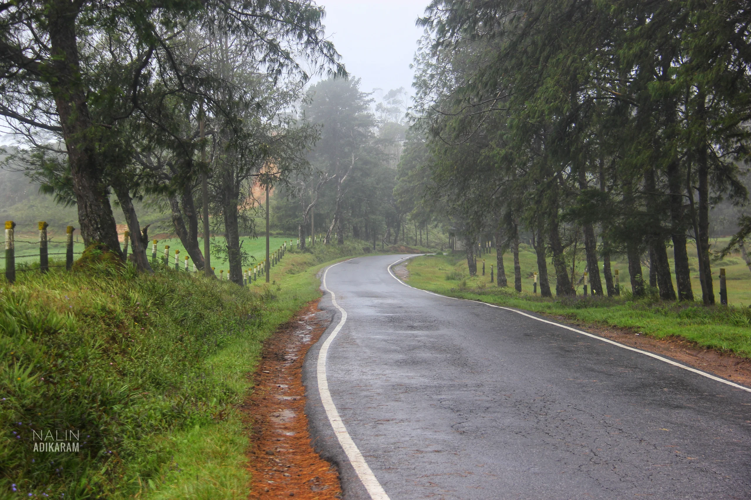 Sri Lanka Car and Driver Hire: The Complete Guide 2 Winding road through the green hills of Nuwara Eliya in Sri Lanka's tea country